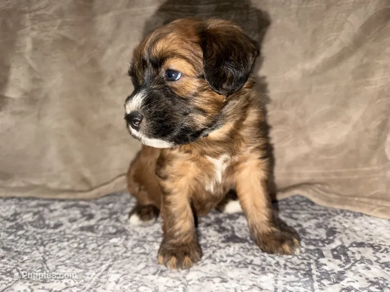 Lebron – Whoodle puppy for sale in Warrensburg, MO