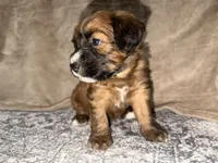 Lebron, a male Whoodle for sale in Knob Noster, MO – 1 of 8