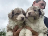 Colby, a male Miniature Aussiedoodle for sale in Warrensburg, MO – 2 of 2