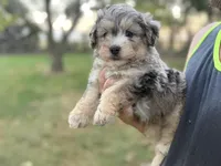 Brooks, a male Bernedoodle for sale in Knob Noster, MO – 2 of 4