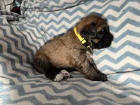 Kobe, a male Whoodle for sale in Warrensburg, MO – 4 of 4
