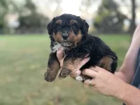 Bennett, a male Bernedoodle for sale in Knob Noster, MO – 2 of 4