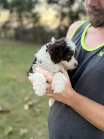 Piper, a female Bernedoodle for sale in Knob Noster, MO – 7 of 7