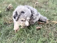 Brooks, a male Bernedoodle for sale in Knob Noster, MO – 4 of 4