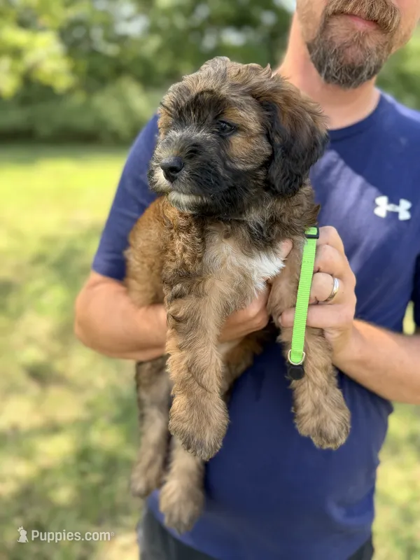 Wilt – Soft Coated Wheaten Terrier, Poodle - Miniature  puppy for sale in Knob Noster, MO