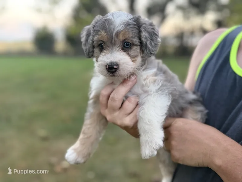 Aspen – Bernedoodle puppy for sale in Knob Noster, MO