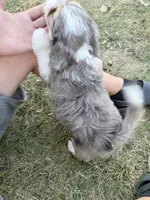Aspen, a female Bernedoodle for sale in Knob Noster, MO – 4 of 4