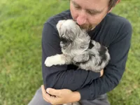 Jessi, a female Miniature Aussiedoodle for sale in Warrensburg, MO – 2 of 8