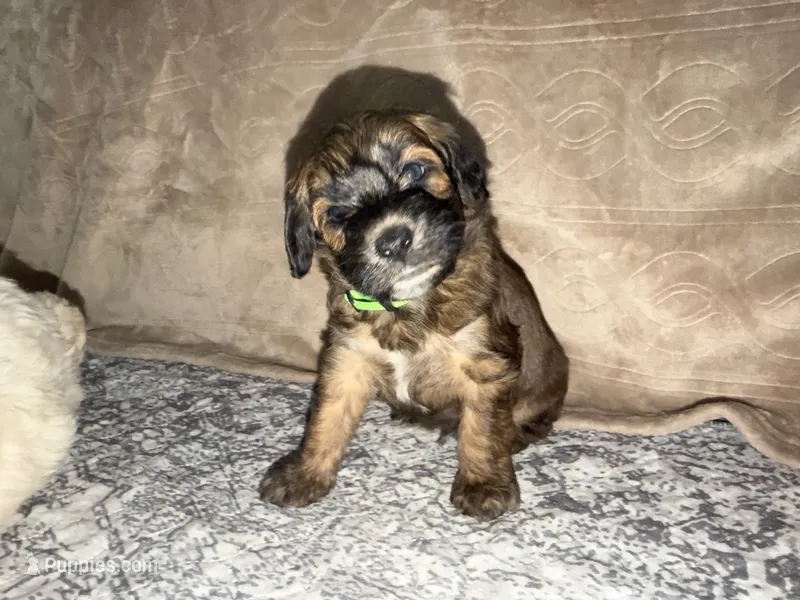 Witt – Soft Coated Wheaten Terrier, Whoodle puppy for sale in Warrensburg, MO