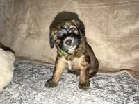 Witt, a male Soft Coated Wheaten Terrier and Whoodle for sale in Warrensburg, MO – 1 of 6