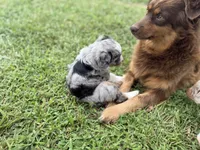 Jessi, a female Miniature Aussiedoodle for sale in Warrensburg, MO – 7 of 8