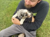 Jessi, a female Miniature Aussiedoodle for sale in Warrensburg, MO – 5 of 8