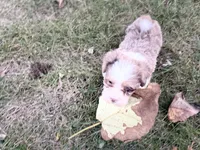 Mayze, a female Bernedoodle for sale in Knob Noster, MO – 4 of 7