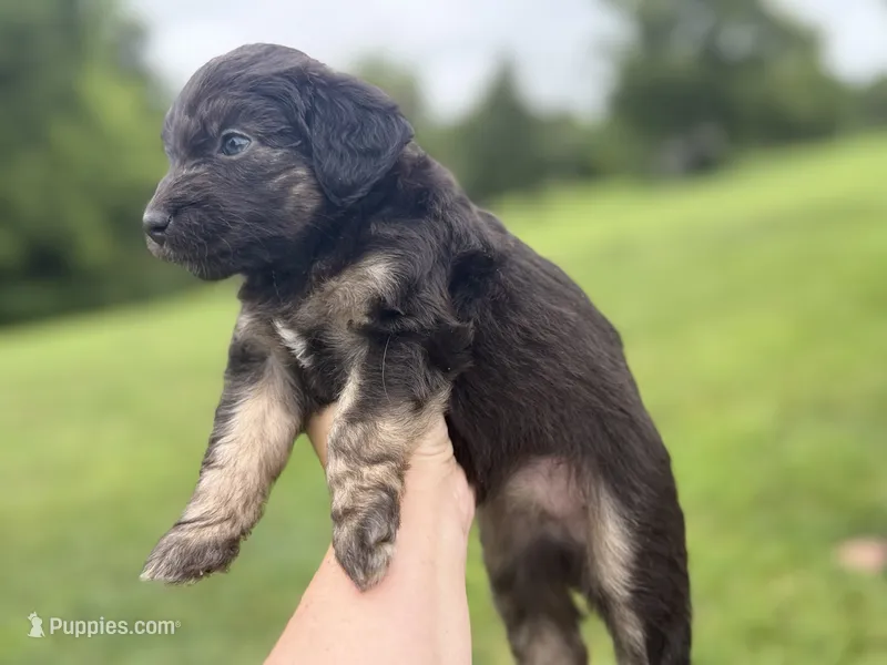 Brielle – Miniature Aussiedoodle puppy for sale in Warrensburg, MO