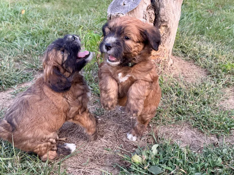 Kobe – Poodle - Miniature , Whoodle puppy for sale in Knob Noster, MO