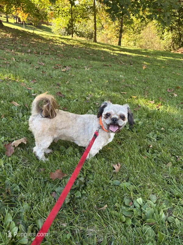 Rusty – Shih Tzu puppy for sale in Myerstown, PA