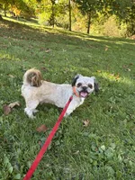 Rusty, a male Shih Tzu for sale in Myerstown, PA – 1 of 4