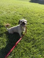 Rusty, a male Shih Tzu for sale in Myerstown, PA – 2 of 4