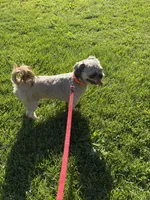 Rusty, a male Shih Tzu for sale in Myerstown, PA – 3 of 4