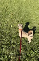 Rusty, a male Shih Tzu for sale in Myerstown, PA – 4 of 4