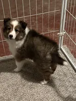 Sheltie, a male Shetland Sheepdog for sale in Georgetown, OH – Photo 4 of 7