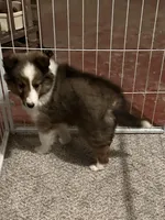 Sheltie, a male Shetland Sheepdog for sale in Georgetown, OH – Photo 2 of 7