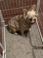 Carl, a male French Bulldog for sale in Georgetown, OH – Photo 2 of 4