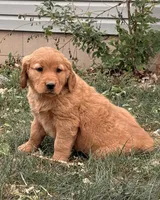 Nova, a female Golden Retriever for sale in Delta, CO – Photo 2 of 5