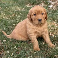 Kai, a female Golden Retriever for sale in Delta, CO – Photo 1 of 3