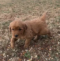 Kai, a female Golden Retriever for sale in Delta, CO – Photo 3 of 3