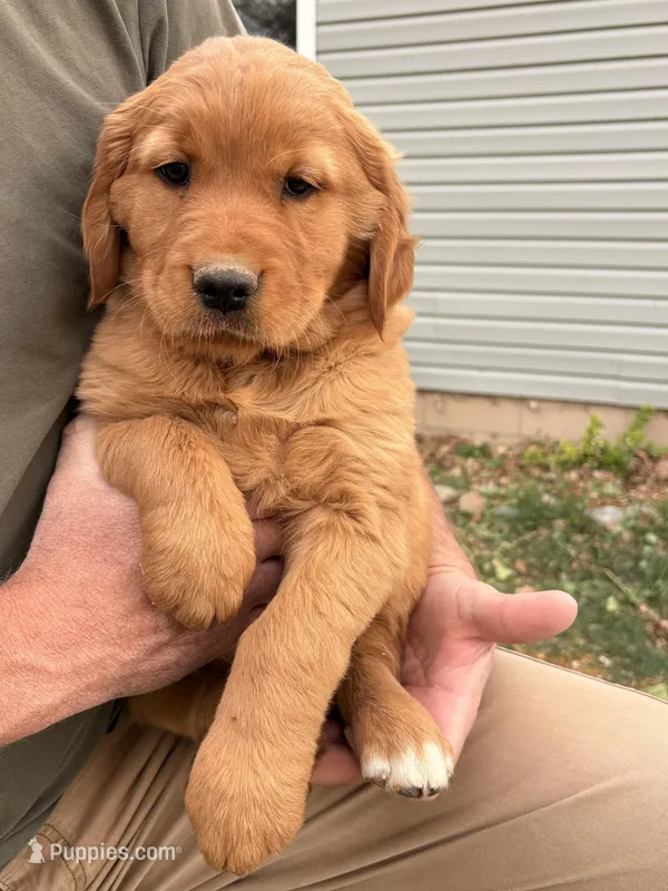 Nova – Golden Retriever puppy for sale in Delta, CO