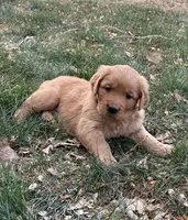 Kai, a female Golden Retriever for sale in Delta, CO – Photo 2 of 3
