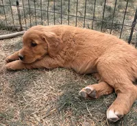 Nova, a female Golden Retriever for sale in Delta, CO – Photo 4 of 5