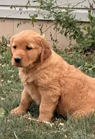 Nova, a female Golden Retriever for sale in Delta, CO – Photo 3 of 5
