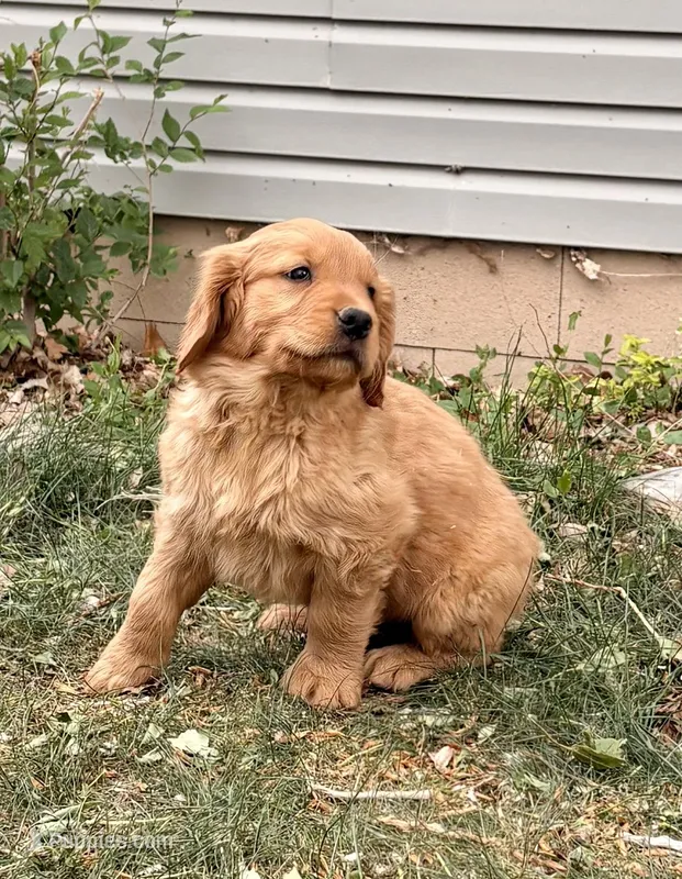 Axel – Golden Retriever puppy for sale in Delta, CO