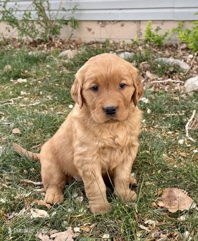 Axel – Golden Retriever puppy for sale in Delta, CO