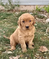 Axel, a male Golden Retriever for sale in Delta, CO – Photo 1 of 2