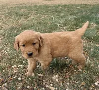 Axel, a male Golden Retriever for sale in Delta, CO – Photo 2 of 2