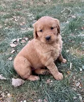 Atlas, a male Golden Retriever for sale in Delta, CO – Photo 2 of 2