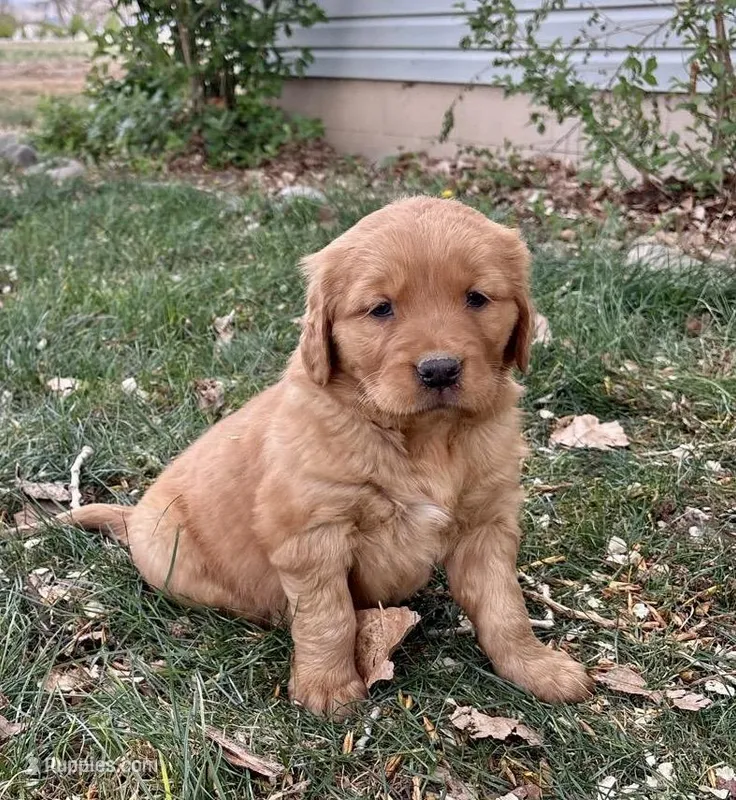 Atlas – Golden Retriever puppy for sale in Delta, CO