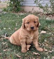 Atlas, a male Golden Retriever for sale in Delta, CO – Photo 1 of 2