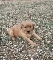 Eco, a female Golden Retriever for sale in Delta, CO – Photo 3 of 3