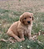Eco, a female Golden Retriever for sale in Delta, CO – Photo 2 of 3