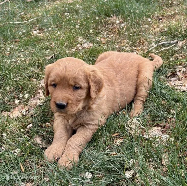 Eco – Golden Retriever puppy for sale in Delta, CO