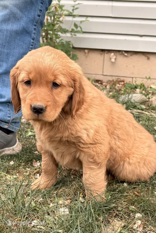 Eco – Golden Retriever puppy for sale in Delta, CO