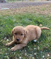 Ranger, a male Golden Retriever for sale in Delta, CO – Photo 3 of 3