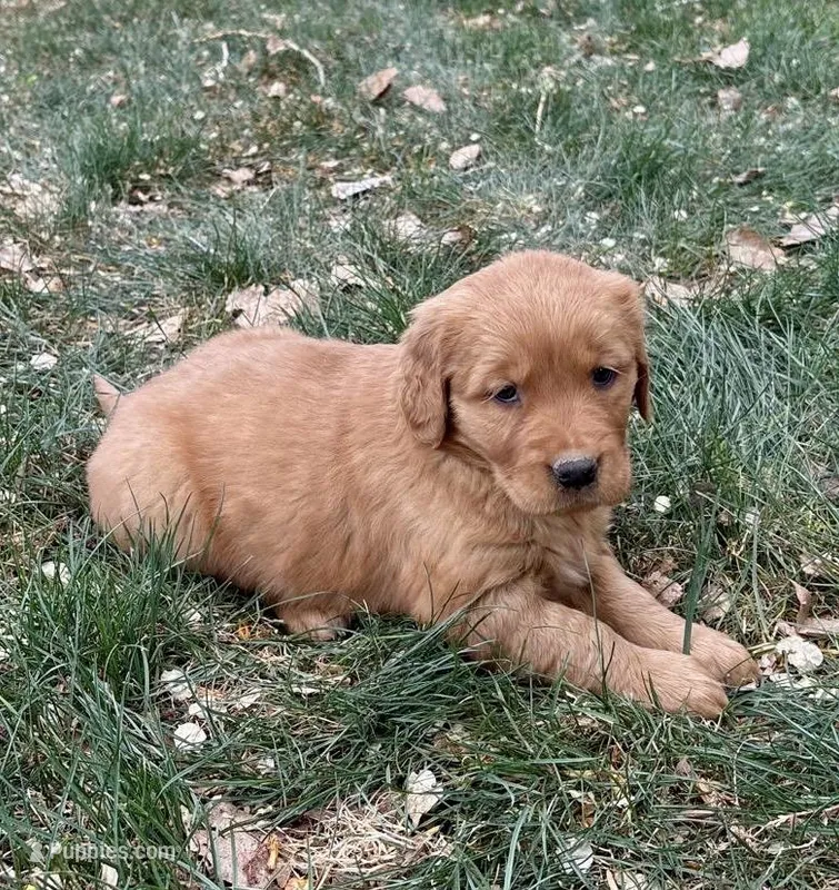 Ranger – Golden Retriever puppy for sale in Delta, CO