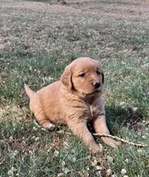 Ranger, a male Golden Retriever for sale in Delta, CO – Photo 2 of 3
