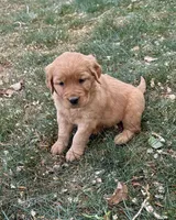 Nova, a female Golden Retriever for sale in Delta, CO – Photo 2 of 2