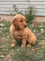Kai, a female Golden Retriever for sale in Delta, CO – 2 of 5